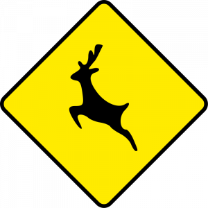 Wild animals ahead